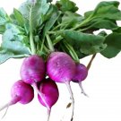 Plum Purple Radish Seeds - Untreated, NON-GMO, Heirloom
