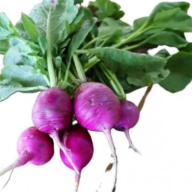 Plum Purple Radish Seeds - Untreated, NON-GMO, Heirloom
