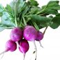Plum Purple Radish Seeds - Untreated, NON-GMO, Heirloom