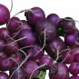 Plum Purple Radish Seeds - Untreated, NON-GMO, Heirloom