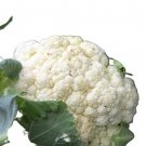 Snowball Cauliflower "Y" Self Blanching, Improved seeds