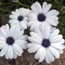 White Cape Daisy Seeds 100 Seeds