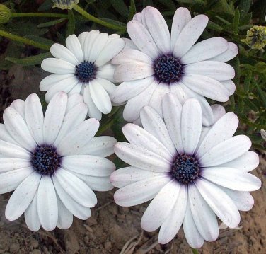 White Cape Daisy Seeds 100 Seeds