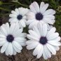 White Cape Daisy Seeds 100 Seeds