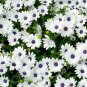 White Cape Daisy Seeds 100 Seeds
