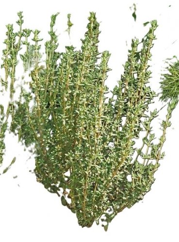 German Thyme Seeds, 1/2gr Approx 3500 seeds