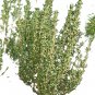 German Thyme Seeds, 1/2gr Approx 3500 seeds