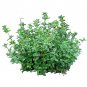 German Thyme Seeds, 1/2gr Approx 3500 seeds