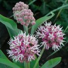 Showy Milkweed Pink Seeds Flower. 50 Seeds.