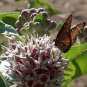 Showy Milkweed Pink Seeds Flower. 50 Seeds.