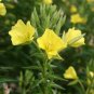 Evening Primrose Flower Seeds 2000 Seeds