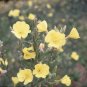 Evening Primrose Flower Seeds 2000 Seeds