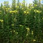 Evening Primrose Flower Seeds 2000 Seeds