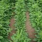Evening Primrose Flower Seeds 2000 Seeds