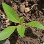 Evening Primrose Flower Seeds 2000 Seeds