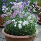 Dianthus Rainbow Loveliness Mixed Flower Seeds . 150 Seeds