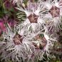 Dianthus Rainbow Loveliness Mixed Flower Seeds . 150 Seeds