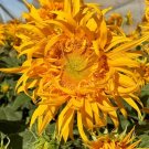 Just Crazy Sunflower 10 Seeds Just Crazy Sunflower 10 Seeds