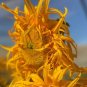 Just Crazy Sunflower 10 Seeds
