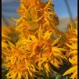 Just Crazy Sunflower 10 Seeds