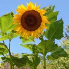 Mongolian Giant Sunflower 10 Seeds