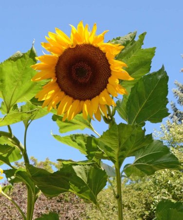 Mongolian Giant Sunflower 10 Seeds