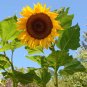 Mongolian Giant Sunflower 10 Seeds