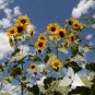 Mongolian Giant Sunflower 10 Seeds