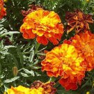 Sparky Mix French Marigold Flower. 300+ Seeds