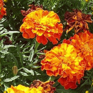Sparky Mix French Marigold Flower. 300+ Seeds