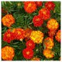 Sparky Mix French Marigold Flower. 300+ Seeds