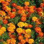Sparky Mix French Marigold Flower. 300+ Seeds