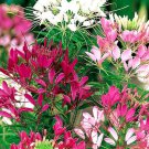 Spider Flower Mix,  100 Organic  Seeds