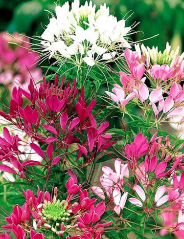 Spider Flower Mix,  100 Organic  Seeds