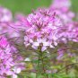 Spider Flower Mix,  100 Organic  Seeds