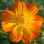 Cosmos Sulphur Dwarf Orange Flower 125 Seeds