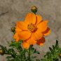 Cosmos Sulphur Dwarf Orange Flower 125 Seeds
