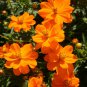 Cosmos Sulphur Dwarf Orange Flower 125 Seeds
