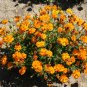 Cosmos Sulphur Dwarf Orange Flower 125 Seeds