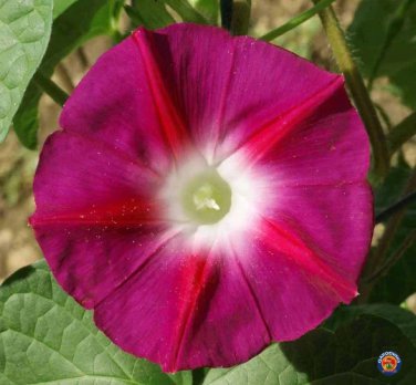 Scarlet O'Hara Morning Glory Flower 50 Seeds.