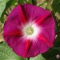 Scarlet O'Hara Morning Glory Flower 50 Seeds.