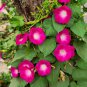 Scarlet O'Hara Morning Glory Flower 50 Seeds.