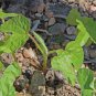 Scarlet O'Hara Morning Glory Flower 50 Seeds.