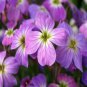 Evening Scented Stock (Matthiola bicornis). 500 Seeds.