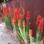 Standing Cypress Seeds Ipomopsis rubra