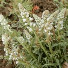 Sweet White Mignonette Flower Seeds