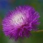 Sweet Sultan Flower Seeds.