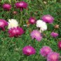 Sweet Sultan Flower Seeds.
