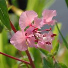 Elegant Clarkia 1000 Seeds, Clarkia elegans