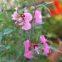 Elegant Clarkia 1000 Seeds, Clarkia elegans